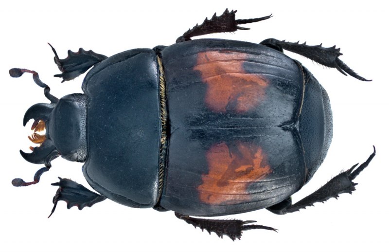 Aphodius spalacophilus