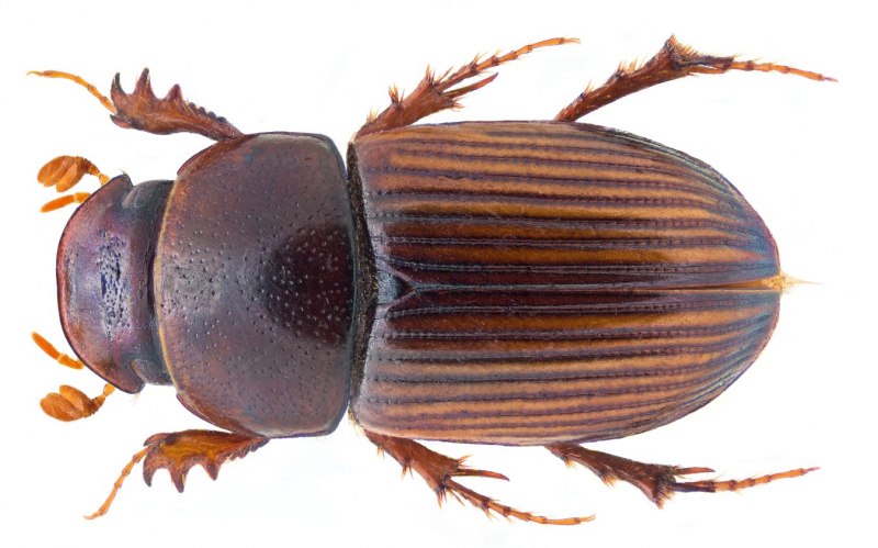 FRIGIDUS Ventus mare