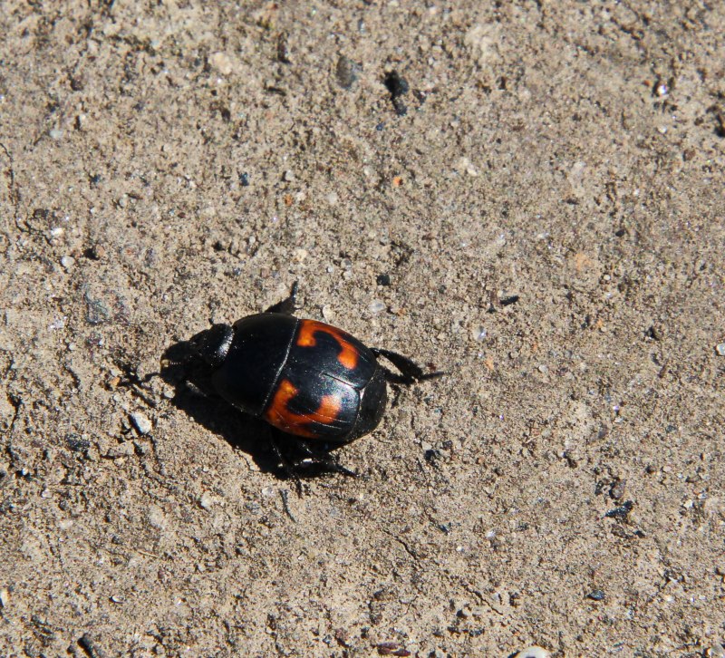 Aphodius (Subrinus) Sturmi Harold, 1870