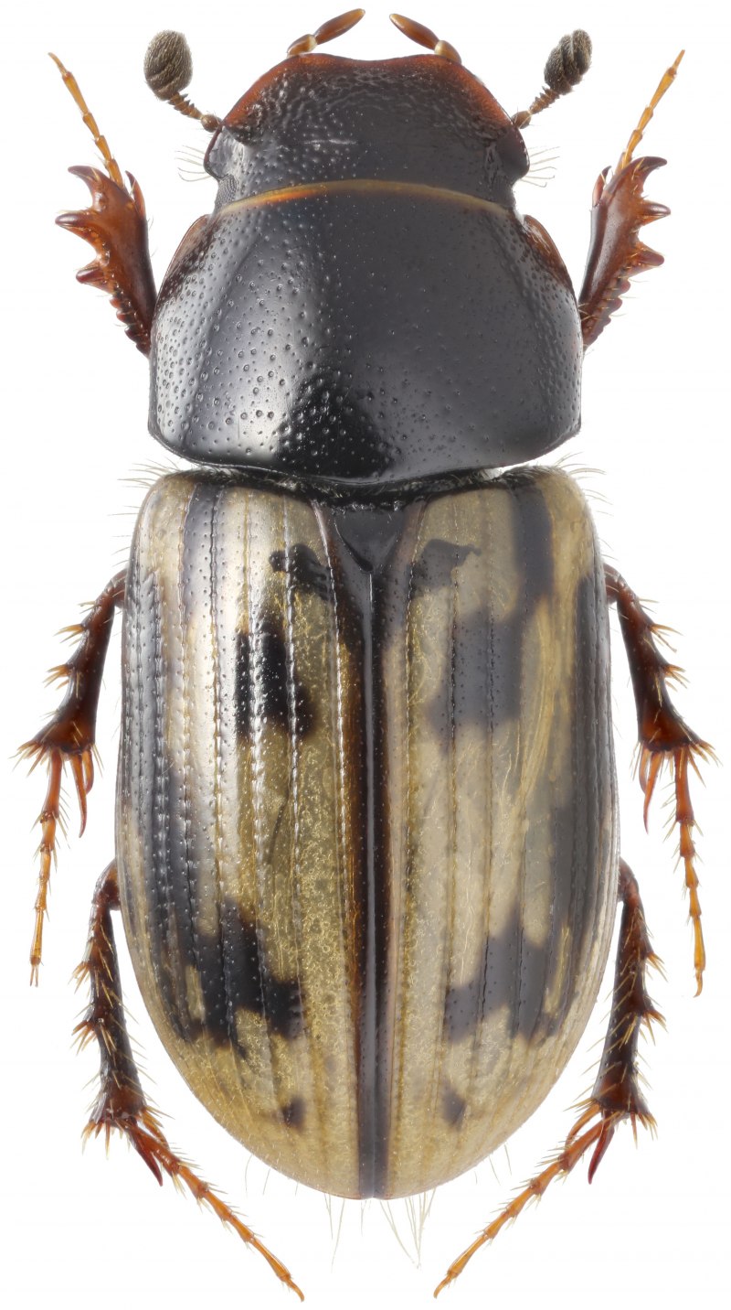 Aphodius fossor