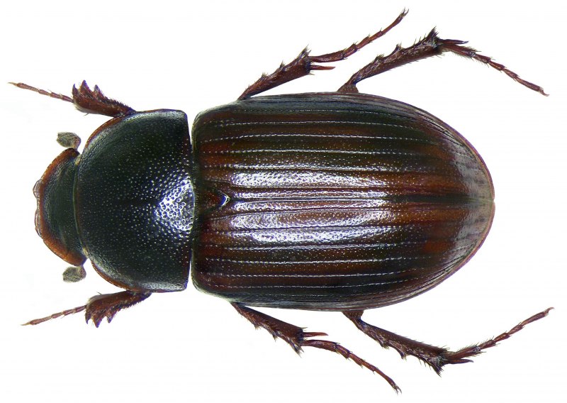 Жук Margarinotus
