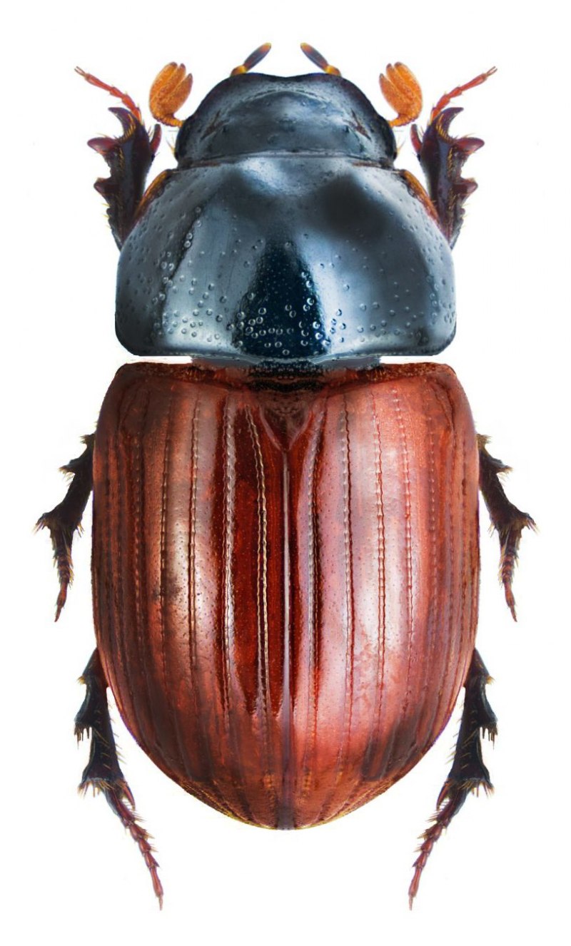 Aphodius fossor