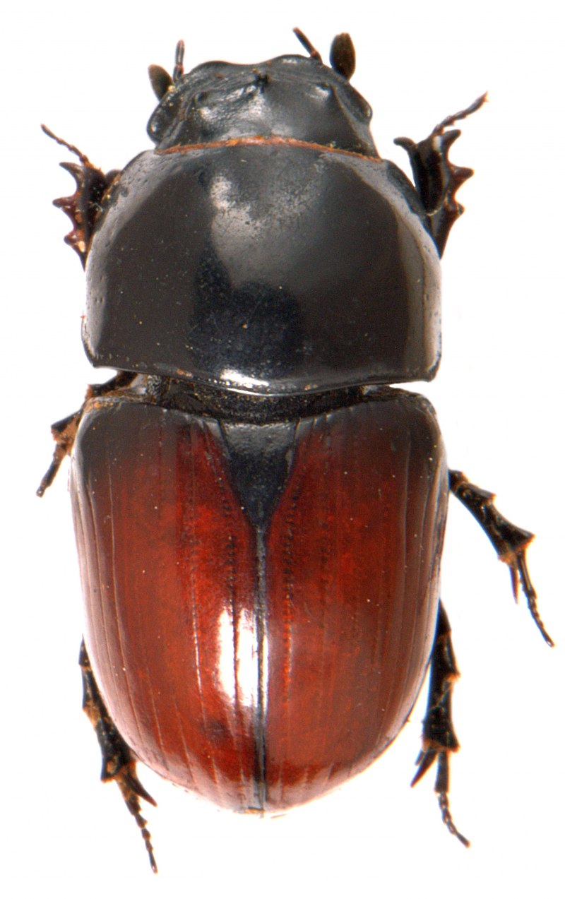 Clivina fossor (Linnaeus, 1758)