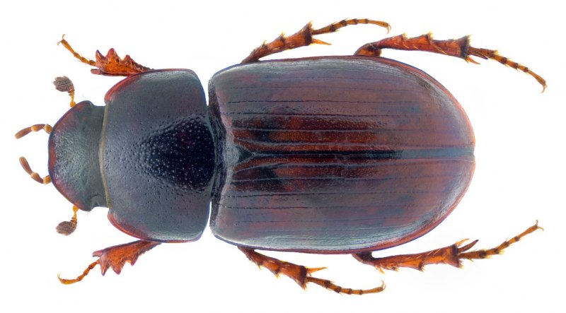 Aphodius Germanus