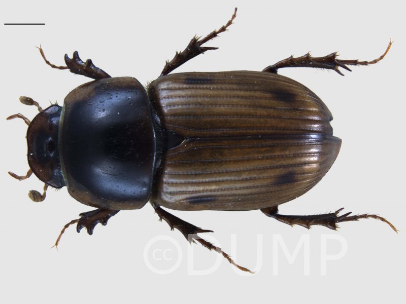 Brachius quadriguttatus