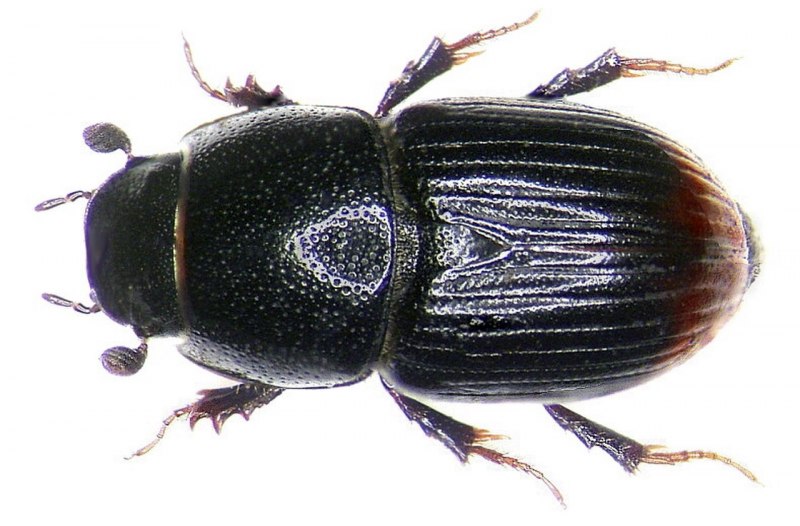 Aphodius fimetarius Linnaeus 1758