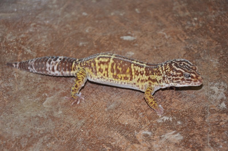Eublepharis fuscus