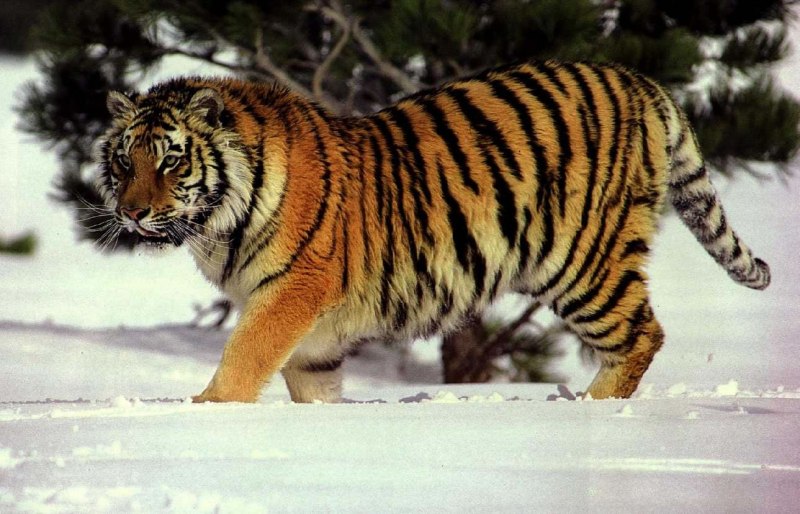 Каспийский тигр (66 фото)
