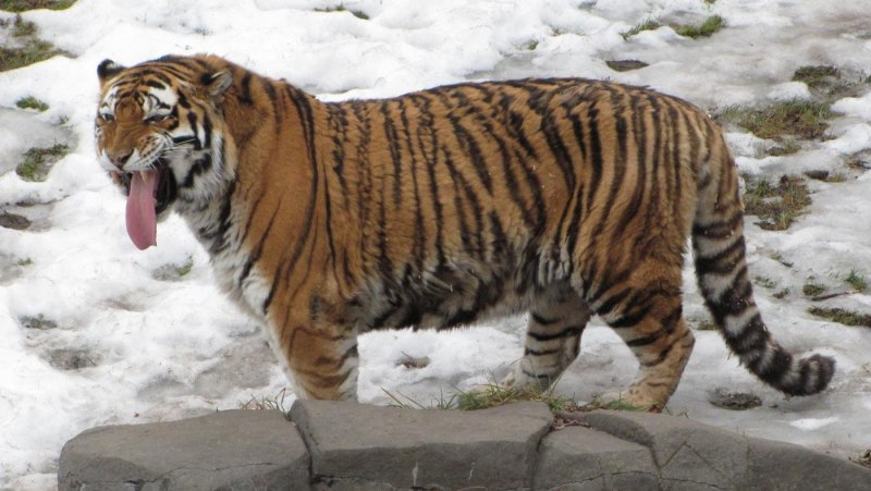 Asian Tiger Stripe