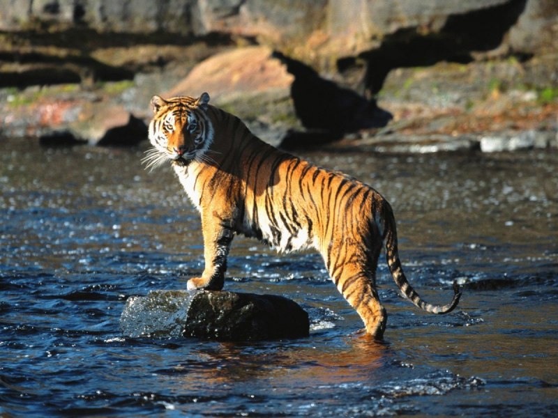 Panthera Tigris virgata