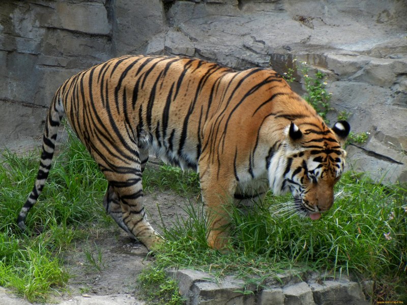 Panthera Tigris acutidens