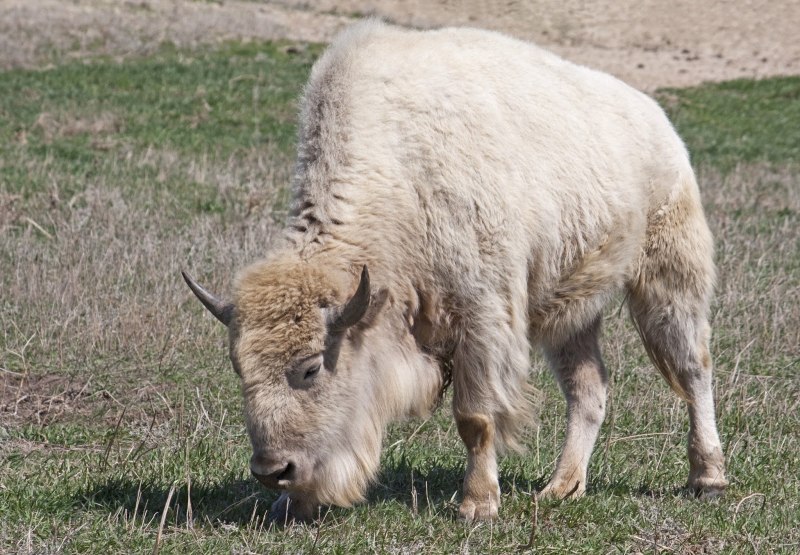 Bison в стиле