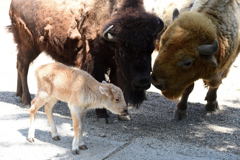 Yak in Belgrad Zoo