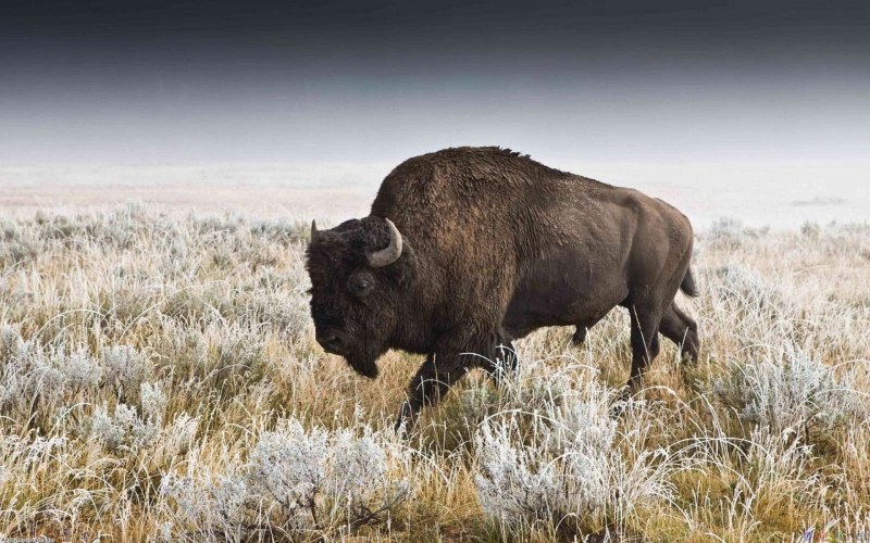 Белый буйвол/Бизон (the White Buffalo) (1977)