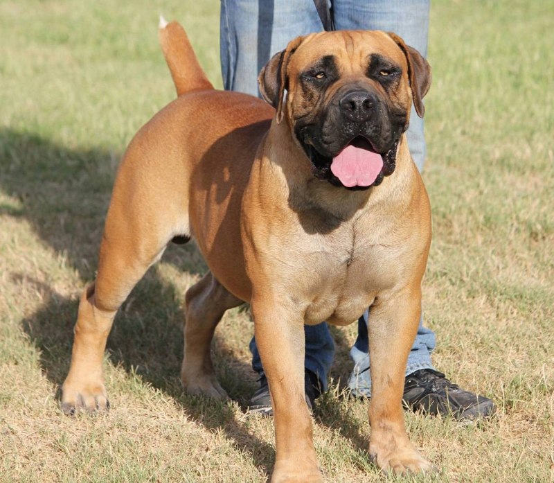 Burbull