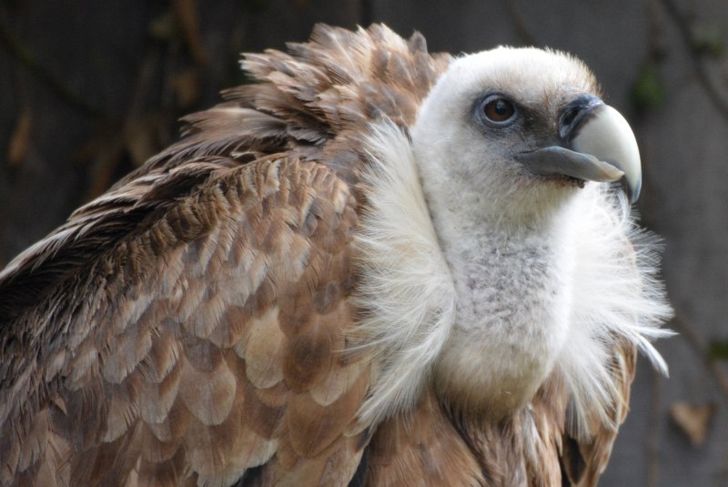 Gyps fulvus белоголовый СИП
