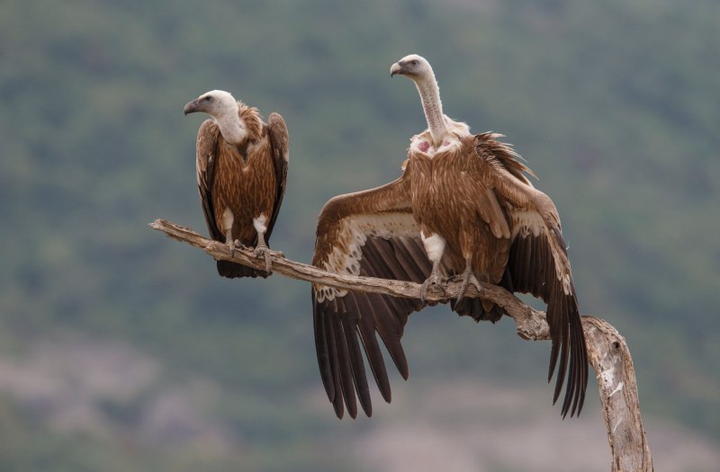 Gyps fulvus белоголовый СИП