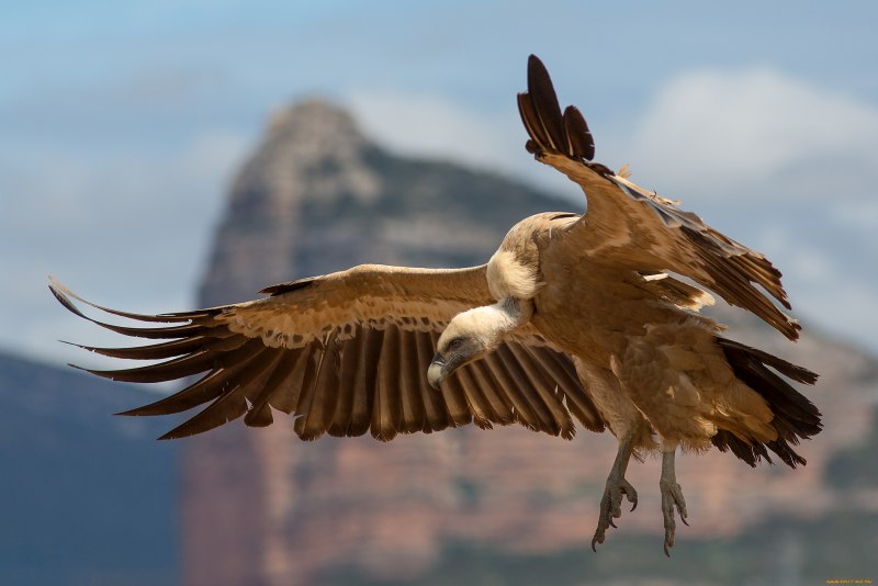 Gyps fulvus белоголовый СИП