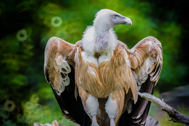 Gyps fulvus белоголовый СИП