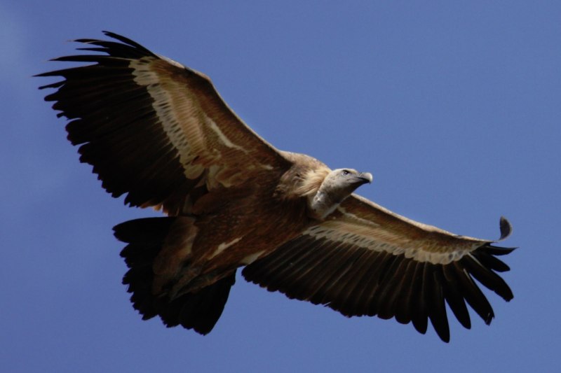 Gyps fulvus-Griffon