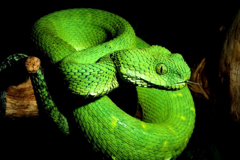 Яйцеживорождение гадюка