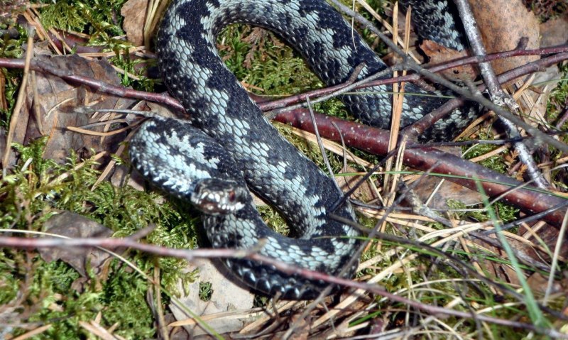 Яйцеживородящие пресмыкающиеся