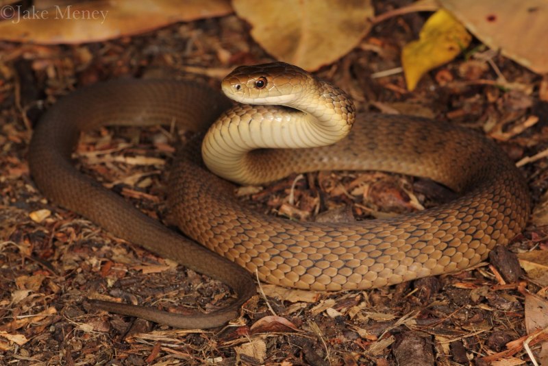 Змеиное гнездо гадюки
