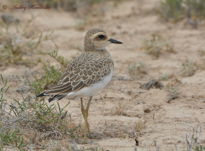 Stamp the Caspian Plover (Charadrius asiaticus)