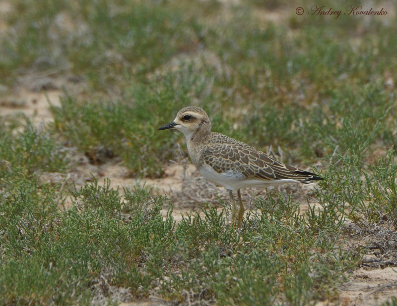 Stamp Forbes's Plover (Charadrius forbesi)