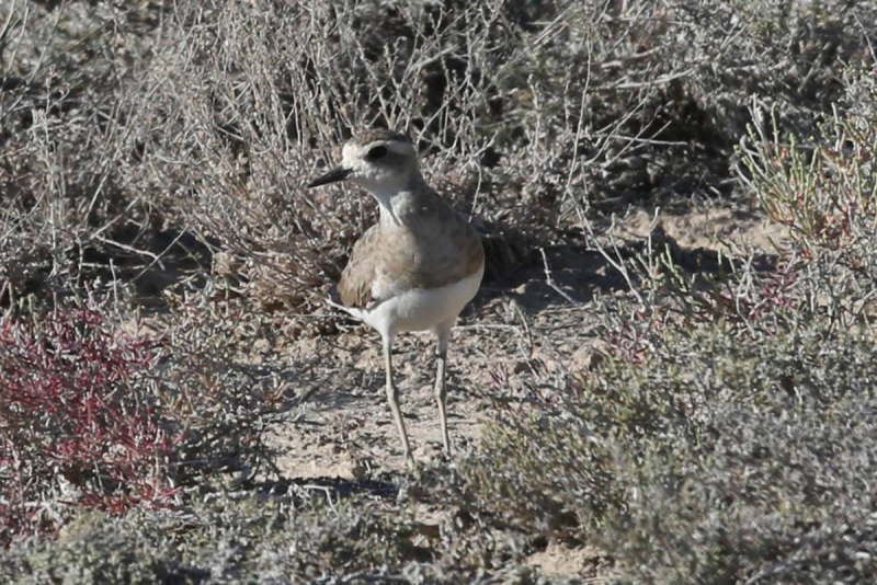 The Caspian Plover (Charadrius asiaticus)