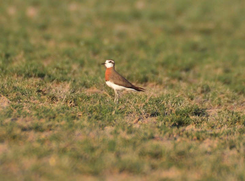 The Kentish Plover (Charadrius alexandrinus)