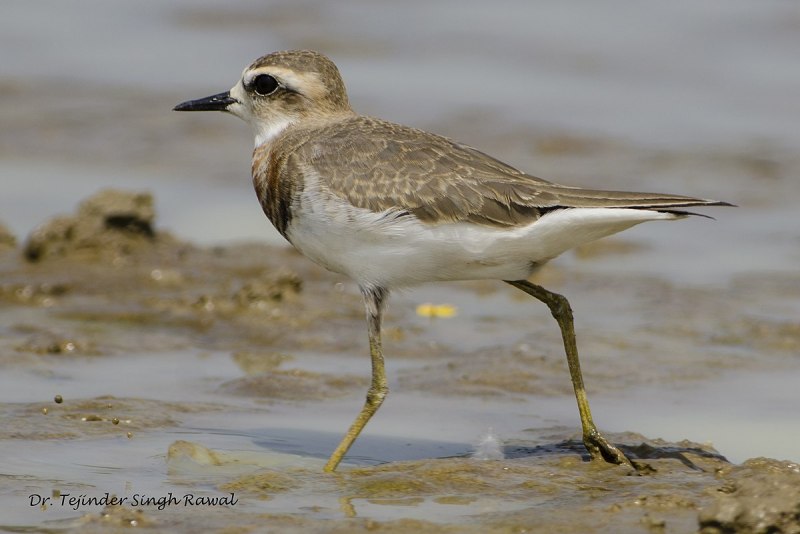 Stamp the Caspian Plover (Charadrius asiaticus)