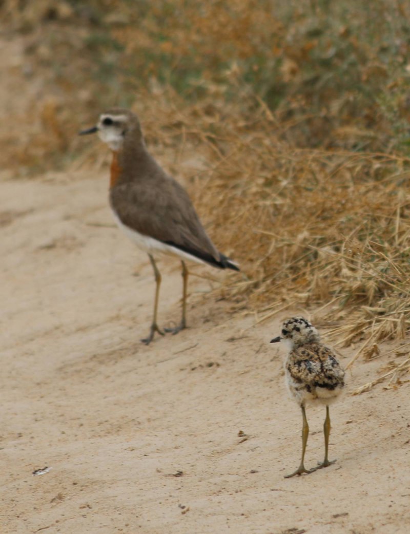 The lesser Sand Plover (Charadrius mongolus)