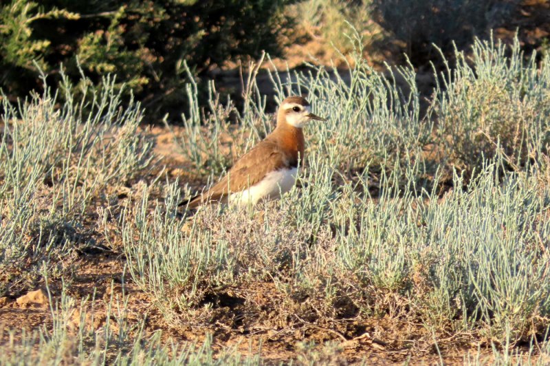 Charadrius nivosus