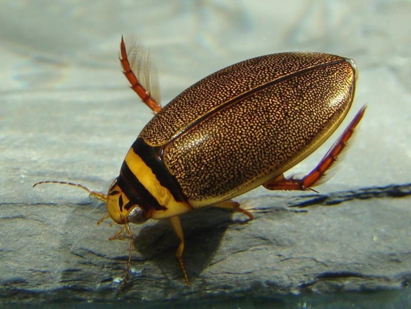 Graphoderus bilineatus