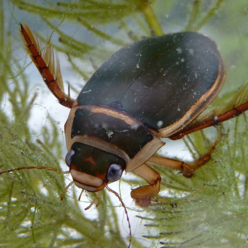 Окаймлённый плавунец (Dytiscus marginalis)