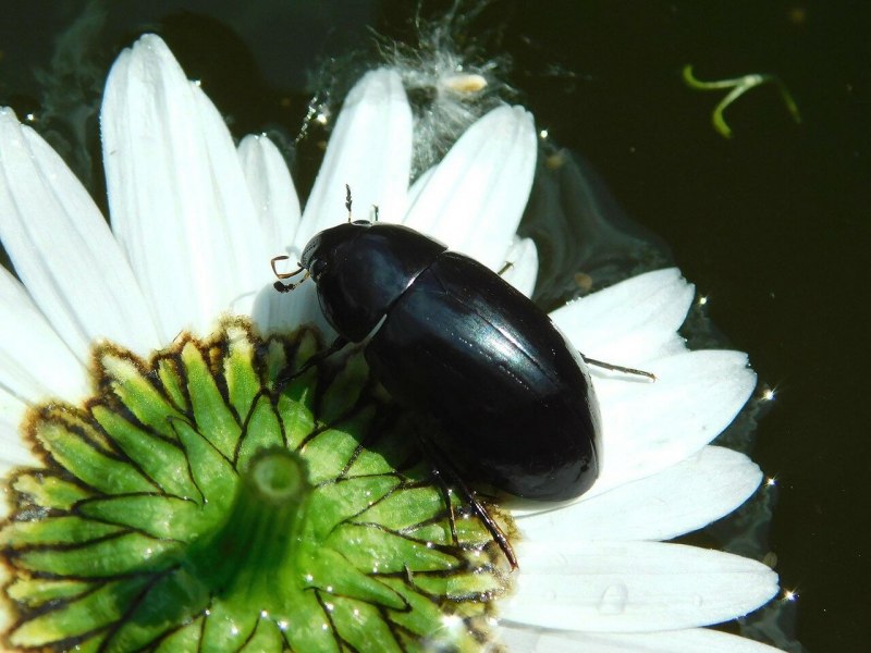 Жук Margarinotus