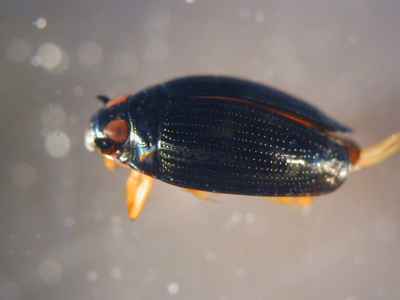 Широкий плавунец Dytiscus Latissimus