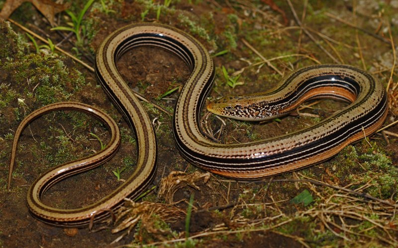 Змея сливень (71 фото)