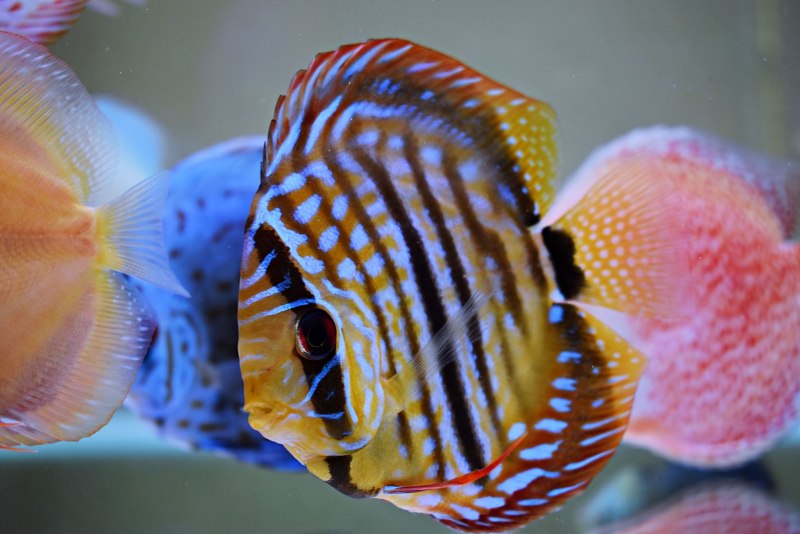 Дискус Хеккеля (Symphysodon Discus)