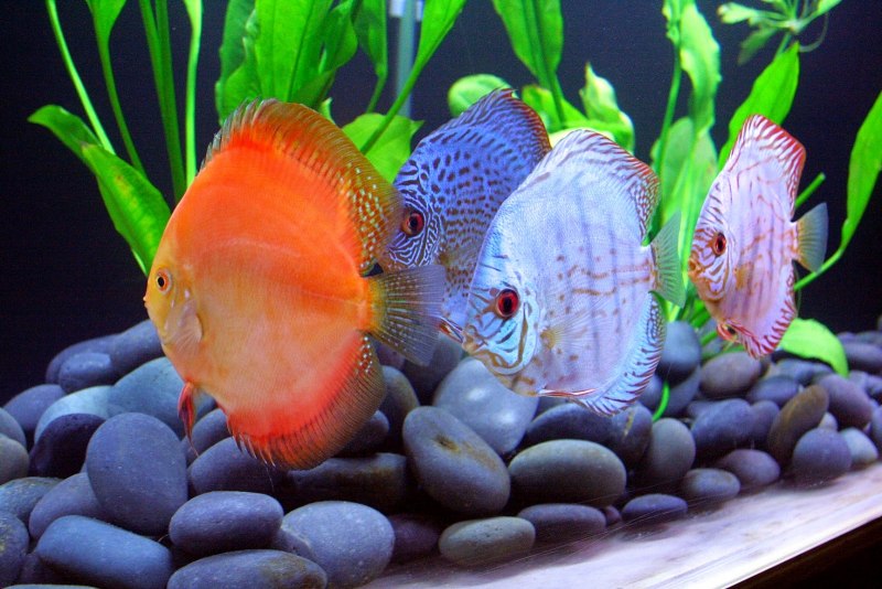 Дискус. Symphysodon