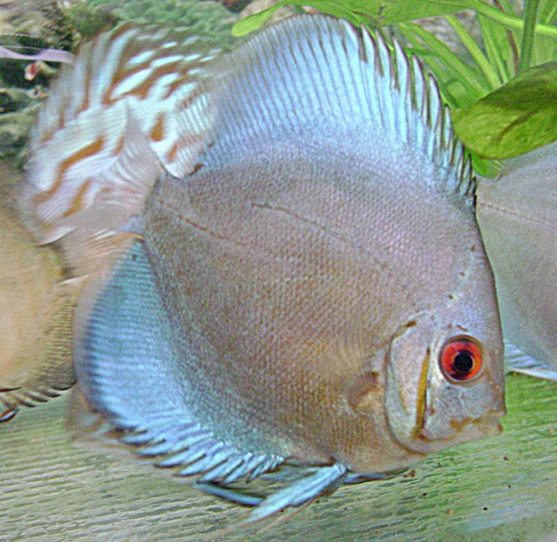 Symphysodon Discus Heckel