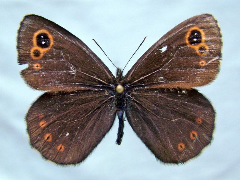Hipparchia Semele