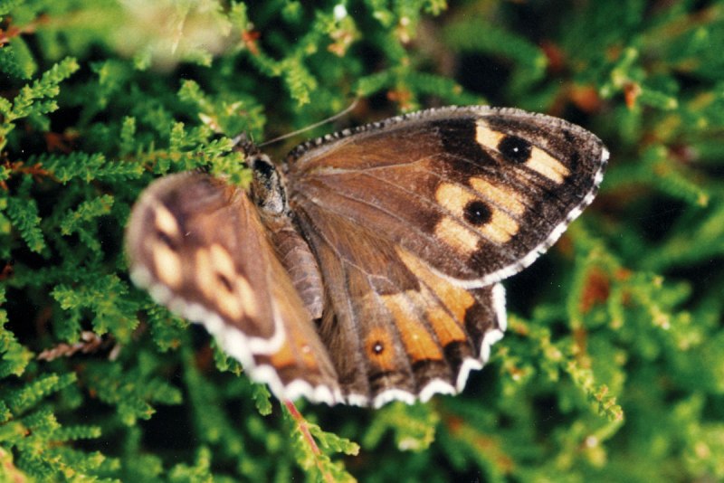 Hipparchia Semele
