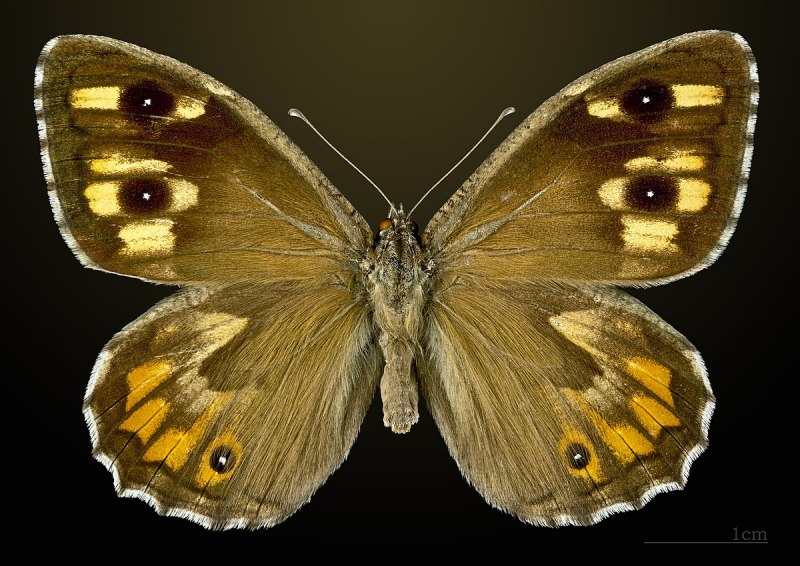 Hipparchia Semele