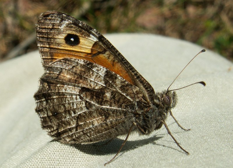 Hipparchia Semele