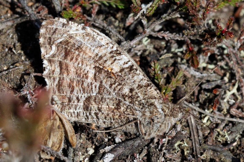 Бражник мертвая голова Acherontia Atropos