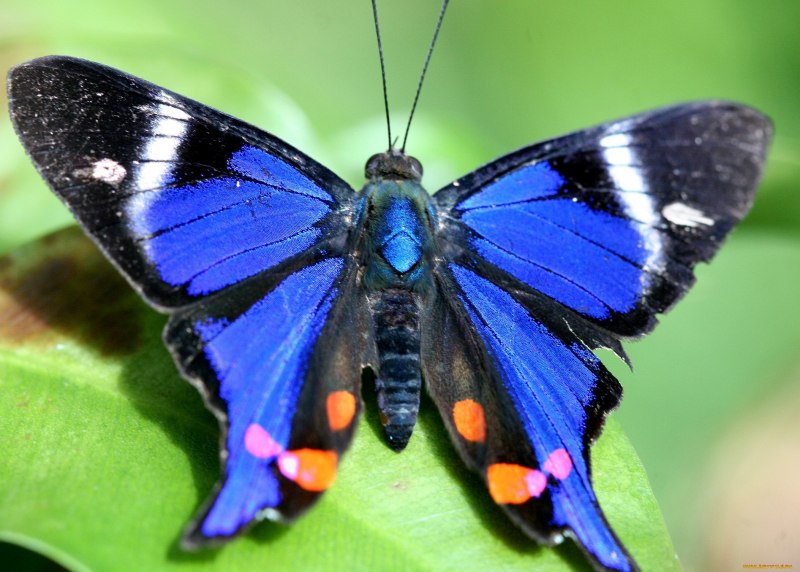 Thymelicus Sylvestris