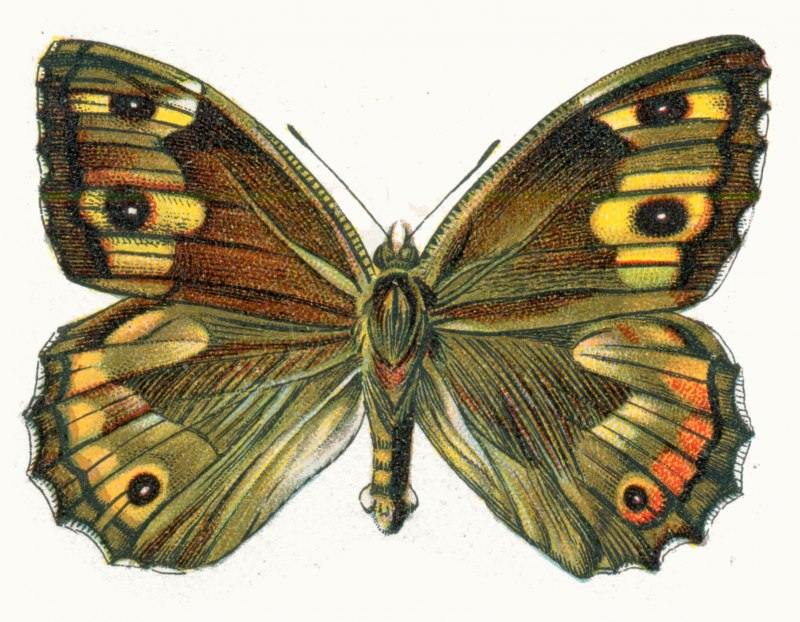 Satyrus