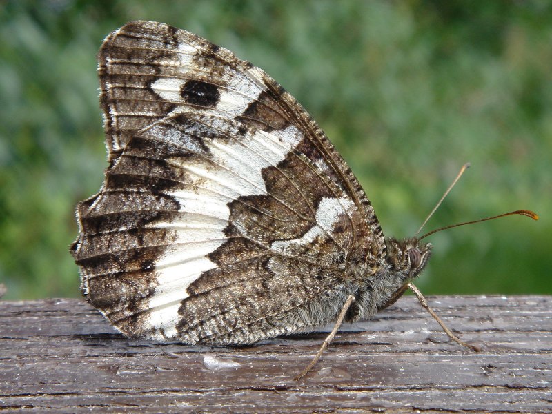 Hipparchia Semele